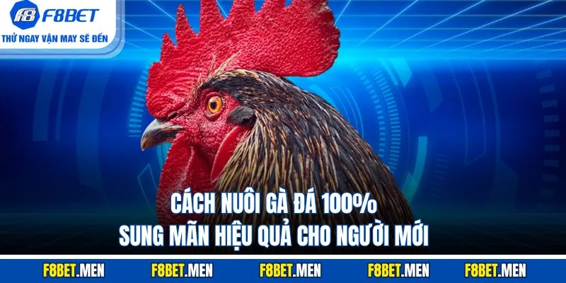 Cách Nuôi Gà Đá