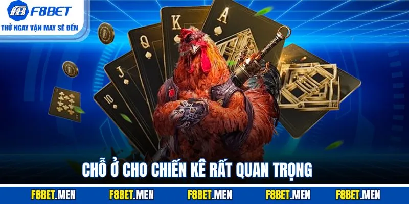 Chỗ ở cho chiến kê rất quan trọng