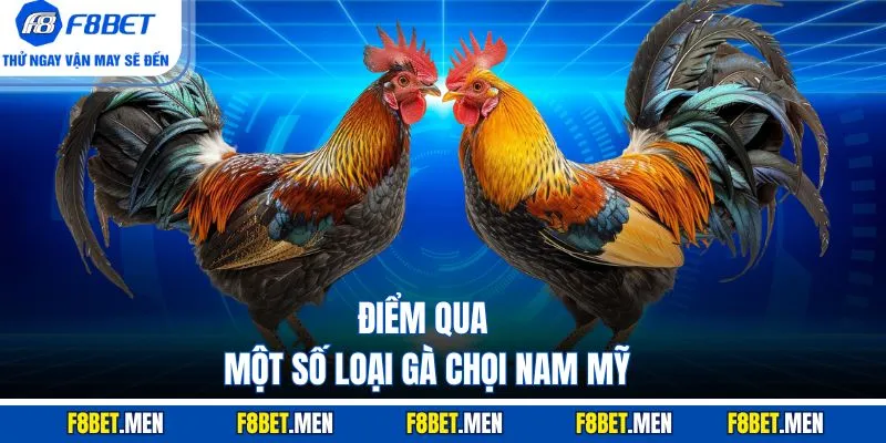 Gà Chọi Nam Mỹ - Bí Kíp Chọn Chiến Kê Bất Bại Từ Cao Thủ 3 Điểm qua một số loại gà chọi Nam Mỹ