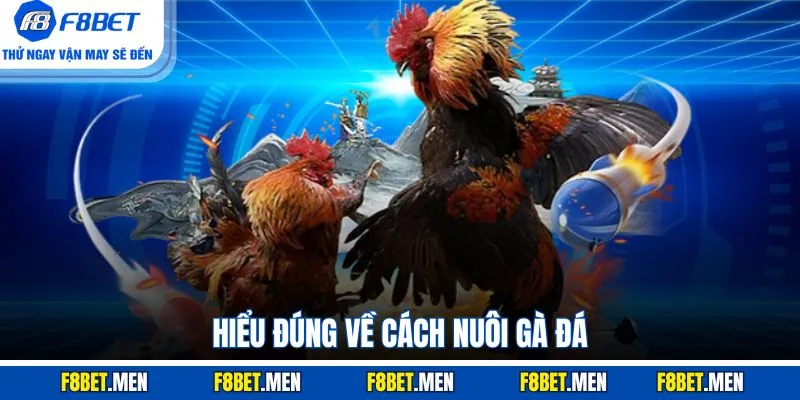 Hiểu đúng về cách nuôi gà đá