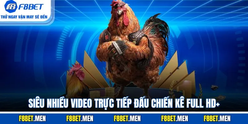 Siêu nhiều video trực tiếp đấu chiến kê full HD+