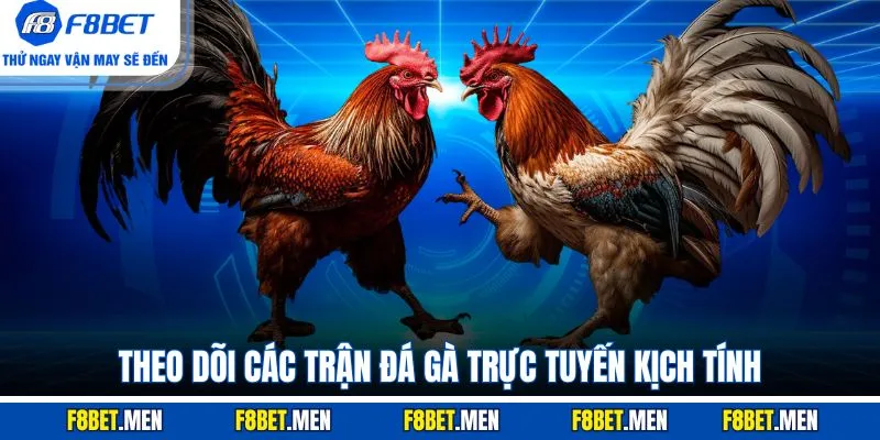 Theo dõi các trận đá gà trực tuyến kịch tính