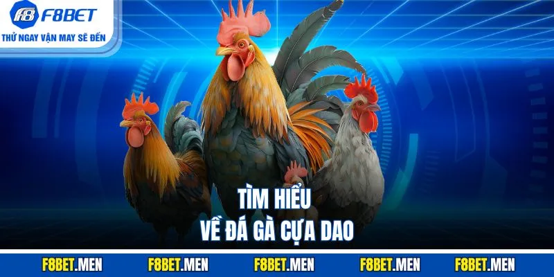 Đá Gà Cựa Dao F8BET - Sân Chơi Lôi Cuốn, Luật Chơi Đơn Giản 2 Tìm hiểu về đá gà cựa dao