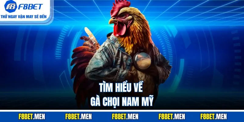 Gà Chọi Nam Mỹ - Bí Kíp Chọn Chiến Kê Bất Bại Từ Cao Thủ 2 Tìm hiểu về gà chọi Nam Mỹ