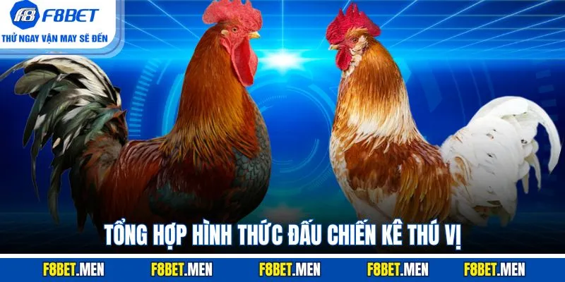 Tổng hợp hình thức đấu chiến kê thú vị